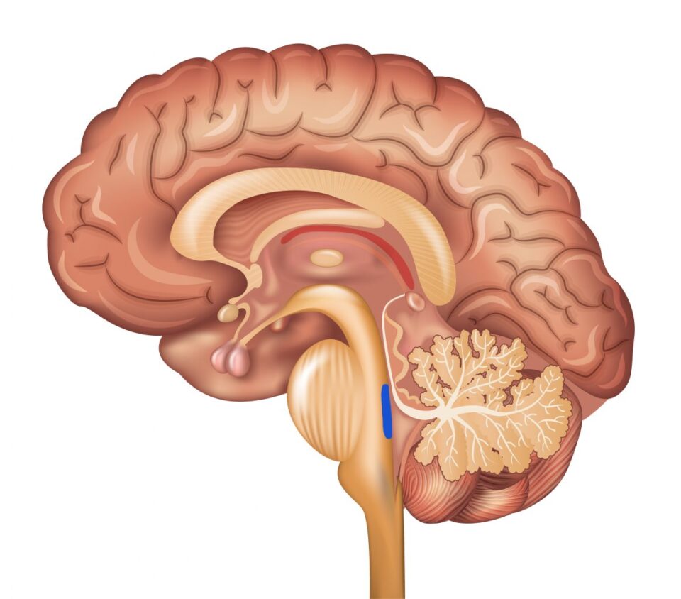 Researchers Highlight Brain Region as “Ground Zero” of Alzheimer’s