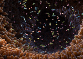 Intestinal bacteria in gut microbiome