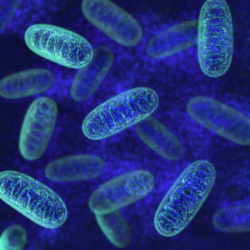 Protein in mitochondria appears to regulate health and longevity