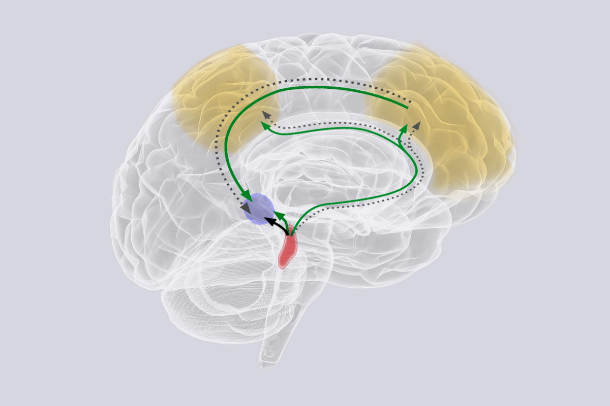 Tiny region of the brainstem has big effects on brain aging