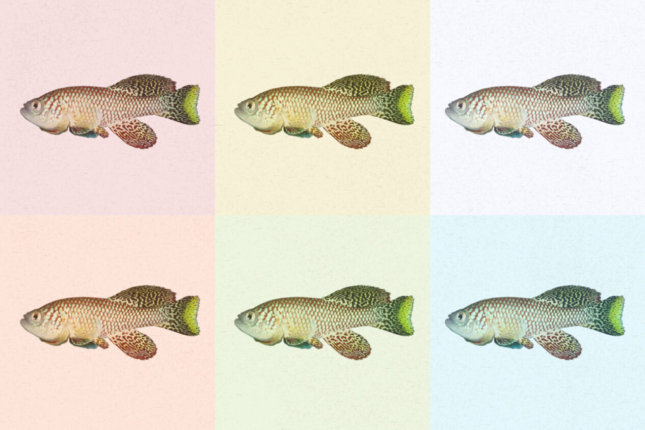 This Tiny Fish Could Unlock Mysteries About Growing Old