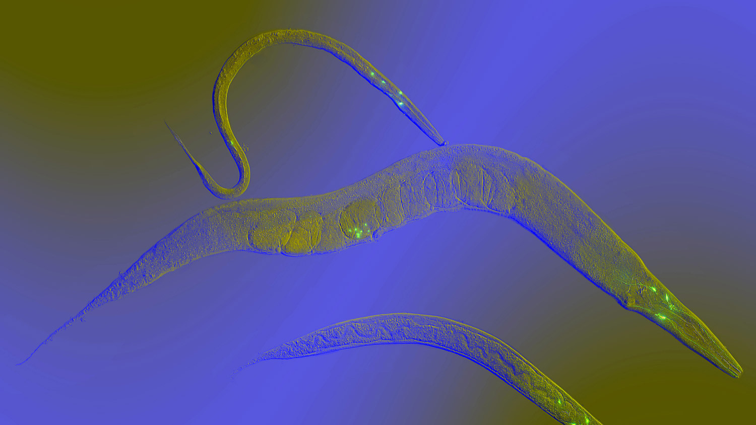 c elegans