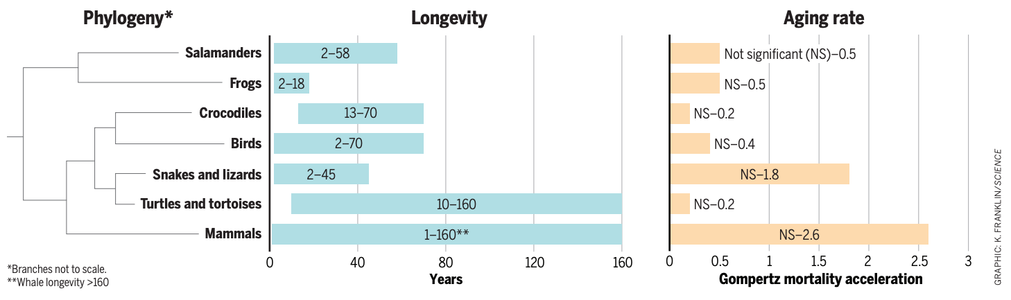 species aging rates (K. Franklin/Science, 2022)