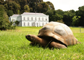 Giant tortoise Jonathan estimated 150 to 200 years at Plantation House St Helena Island